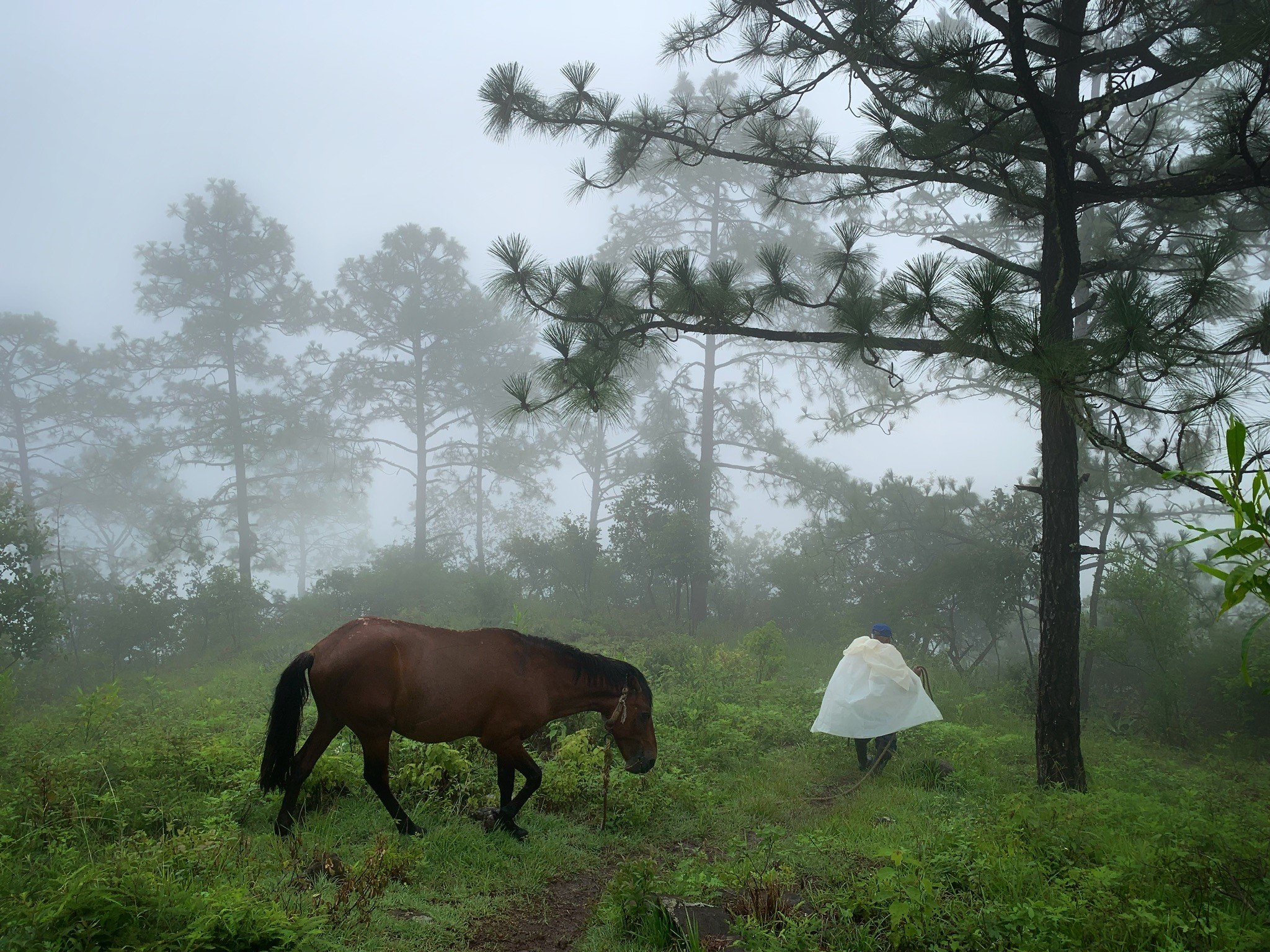Indigenous old man from Mexico in the forest with his horse on his way to plant Milpa.
The “Indigenous Innovative Solutions” Photography Contest Winners
Name of the photo: Grandfather. Author: Venancio Velasco González
